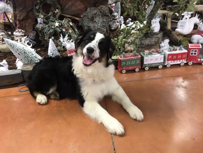 2-Chiens du silence 2-Chiens du silence